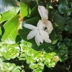 Gardenia taitensis Bloem