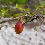 Combretum longicollum Fruto