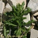 Biscutella brevicaulis Tervik taim