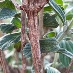 Leucas tomentosa Corteza