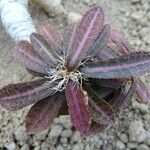 Euphorbia decaryi Blad