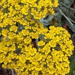 Achillea clypeolata Flower