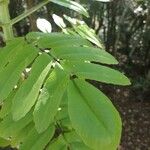 Bryophyllum proliferum Leaf