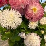 Bellis rotundifolia Flower