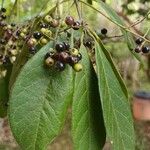 Miconia ibaguensis List