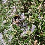 Salvia rosmarinusHabit