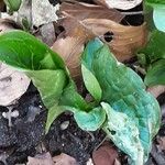 Arum cylindraceum Blad