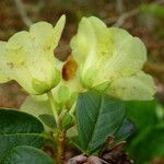 Rhododendron luteiflorum