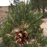 Pinus edulis फल