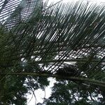 Dypsis decaryi Ліст