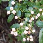 Azara lanceolata Frucht