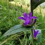 Campanula glomerata Pokrój