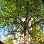 Ginkgo biloba Habitat