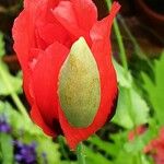 Papaver somniferum Flower