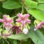 Araujia sericifera Blomst