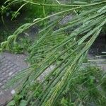Acaciella angustissima ᱥᱟᱠᱟᱢ