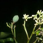 Vantanea parviflora Blodyn