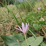 Colchicum alpinum Blomst