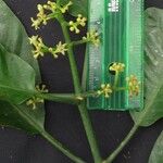 Psychotria panamensis Іншае