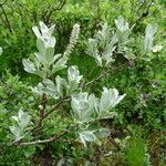 Salix glauca Habit