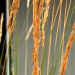 Calamagrostis stricta Blatt