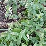 Stachys recta Habitat