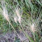 Hordeum jubatum Leaf