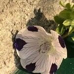Nemophila maculata 花