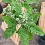 Sorbus intermedia Лист