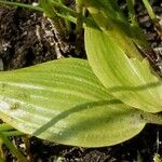 Potamogeton polygonifolius Leaf