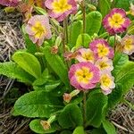 Primula × polyantha Blad