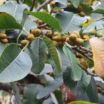 Ficus citrifolia 果實