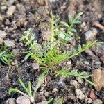 Lepidium didymum Агульны выгляд