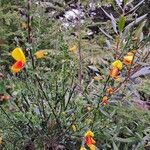 Cytisus scoparius Цветок