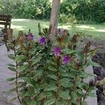 Hebe andersonii Flor