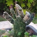 Opuntia dillenii Liść