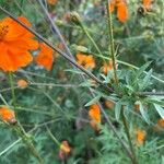 Cosmos sulphureus Blatt