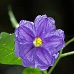 Solanum nudum Flower