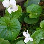 Viola blanda Leaf