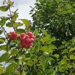 Syzygium paniculatumFruit