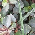 Barleria cristata Habitus