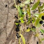 Smilax laurifolia Plod