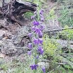 Delphinium fissum Blüte