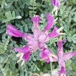 Astragalus vesicarius Cvet