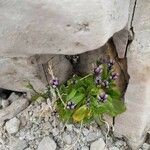 Arabis caerulea Bloem