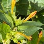 Mirabilis jalapa Blomst