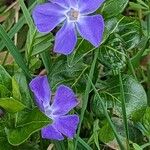 Vinca minorFlower