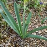 Pancratium illyricum Liść