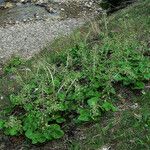 Petasites paradoxus Habitus