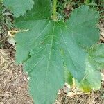 Cucurbita pepo Leaf